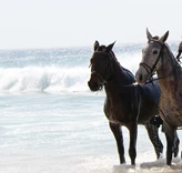 Muda Reserve Horses on the Beach - Vanguard Properties