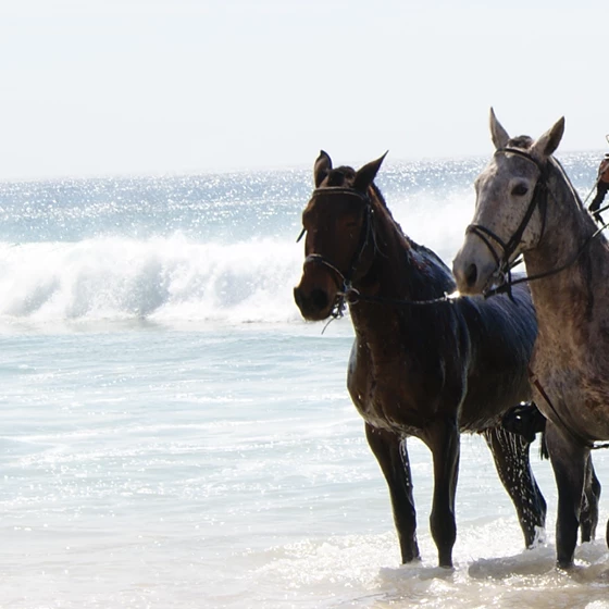 Muda Reserve Horses on the Beach - Vanguard Properties