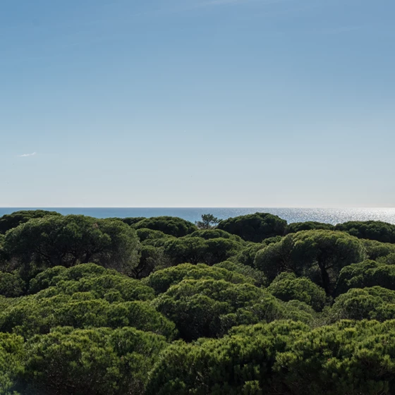The Shore Residences Natureza - Vanguard Properties