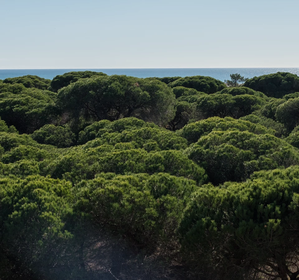 Triângulo de Almancil - Vanguard Properties