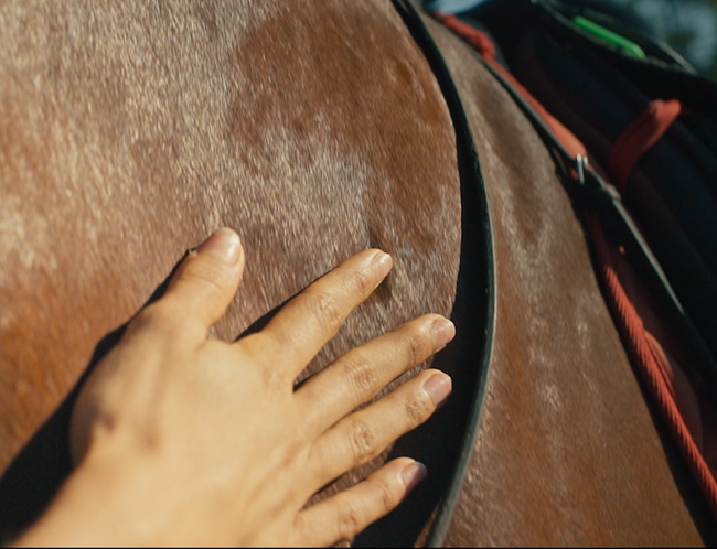 Cavalos Foto