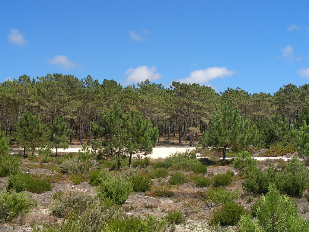 Propriedade Residencial Comporta Muda Reserve
