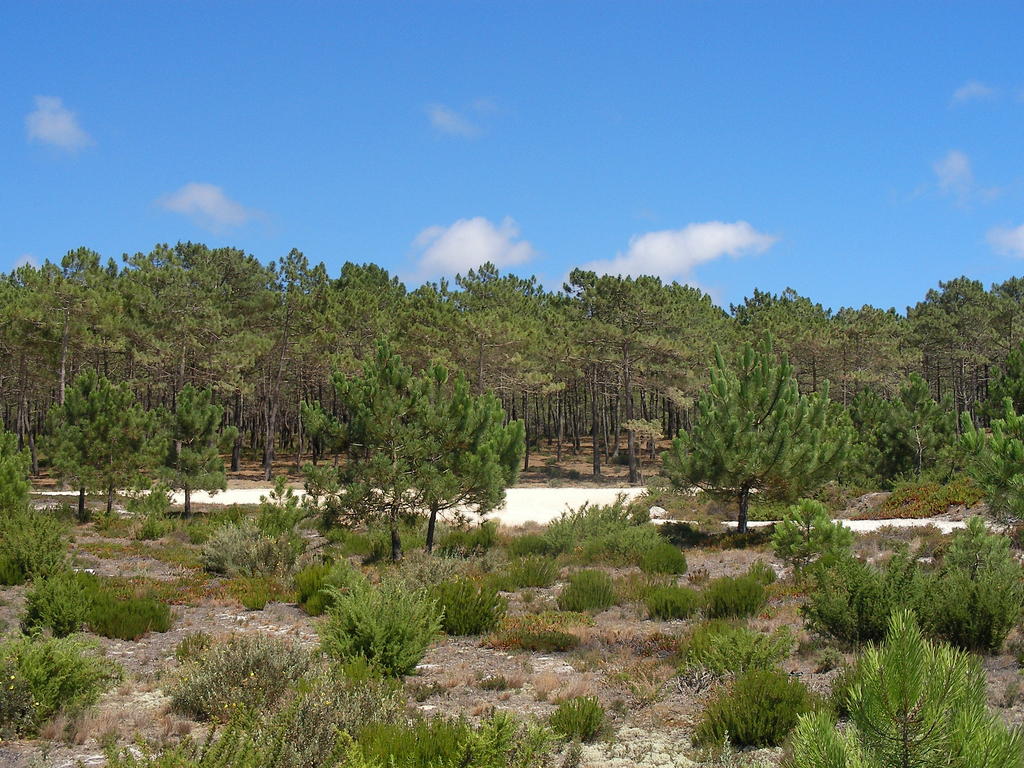 Residencial Property in Comporta Muda Reserve